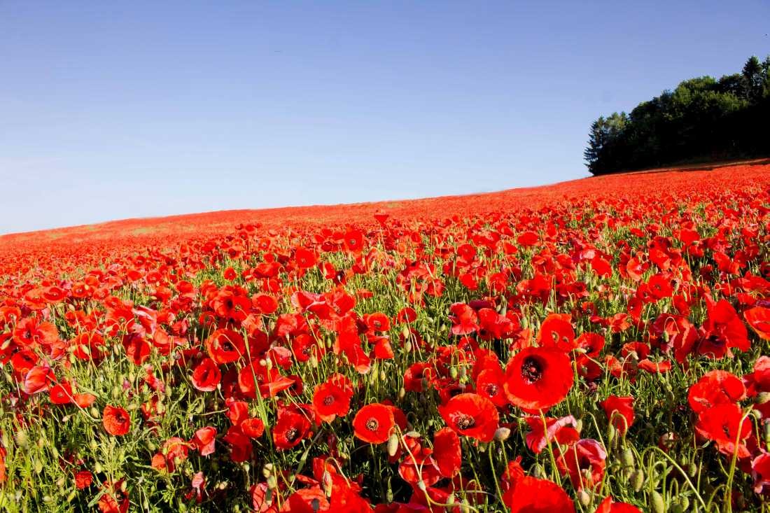 Conny Krakowski, Mohnblumenwiese (Mohn, Mohnblume, Klatschmohn,Mohnfeld, Mohnblumenwiese,Sommerwiese, Blumenwiese, Makroaufnahme, Fotografie, Blume, Blümchen, Blüte)