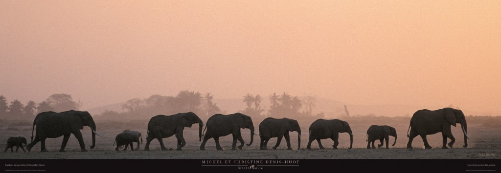 Kunstdruck Michel & Christine Denis-Huot, Troupeau d'éléphants - Kenya - Afrique (Elefanten, Elefantengruppe, Elefantenmarsch, Truppe, marschieren,  Silhouetten, Tierportraits,  Großwild, Afrika, Wohnzimmer, Treppenhaus, Fotokunst, bunt)