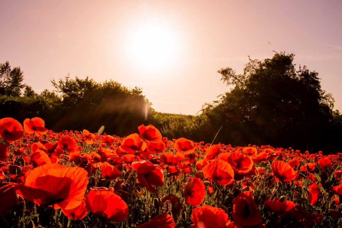 Conny Krakowski, Mohnfeld (Mohn, Mohnblume, Klatschmohn,Mohnfeld, Mohnblumenwiese,Sommerwiese, Blumenwiese, Makroaufnahme, , Fotografie, Blume, Blümchen, Blüt)