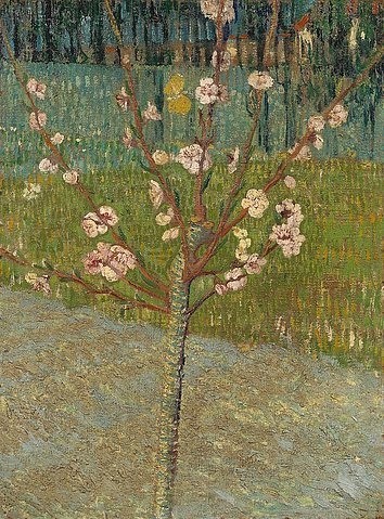 Vincent van Gogh, Blühender Mandelbaum. Arles, 1888. (Gogh,Vincent van,1853-1890,Amsterdam,Van Gogh - Museum,Öl auf Leinwand,19. Jahrhundert,Post-Impressionismus,natur,junger baum,blüte,blüten,baumblüte,frühling,jahreszeit,impressionistisch)