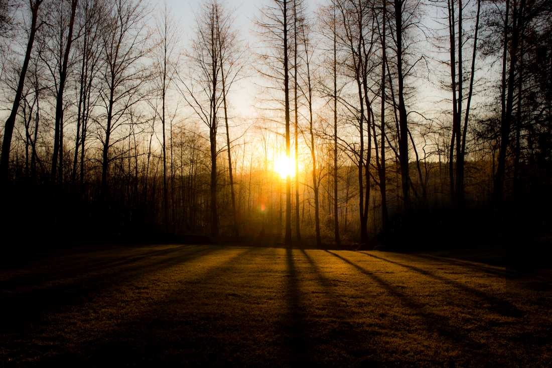 Conny Krakowski, Licht und Schatten  (Sonnenuntergang, Wald, Lichtung, Bäume, Licht, Schatten, Fotografie)