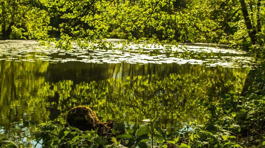 Conny Krakowski, Seerosenteich (See, Weiher, Seerosen,Stille, Ruhe, Sommer,  Fotografie,)