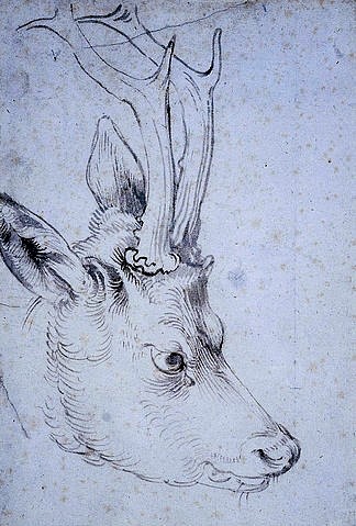 Albrecht Dürer, Kopf eines Rehbock. Um 1503 (Dürer,Albrecht,1471-1528,Pinsel,16. Jahrhundert,Renaissance,graue Tusche,Tiere,deutsche,Kansas City,Nelson-Atkins Museum of Art,auf Papier,Albrecht Dürer,Rehbock,Kopf,Tierkopf,Hörner,Bock,Tier,Studie,Tierstudie,Zeichnung)