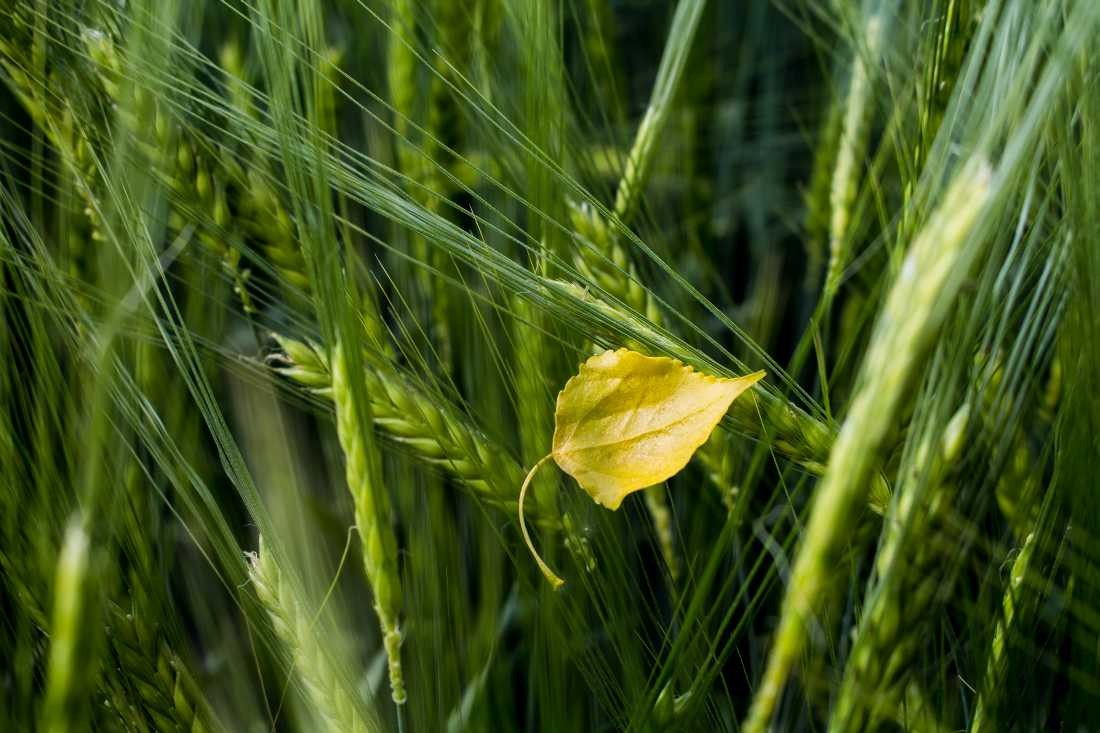 Conny Krakowski, Gelandet (Blatt, Feld Landwirtschft, Getreide, Ruhe, Stille, Herbst, Sommer, Krakowski, gelandet,)