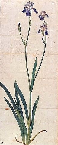 Albrecht Dürer, Blau blühende Schwertlilie - Iris Germanica (Iris Trojana?). Um 1503 (Dürer,Albrecht,1471-1528,16. Jahrhundert,Renaissance,deutsche,Kunsthalle Bremen,Aquarell,Deckfarben,Feder (zwei aneinander geklebte Bögen),lilie,pflanze,blume,botanik,botanisch,pflanzenstudie,naturalistisch,blüte,blühen)