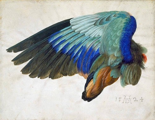 Albrecht (nach) Dürer, Flügel eines Vogels. 1524 (Feder/Aquarell,Privatbesitz,Dürer,Albrecht (nach),Dürer, Albrecht Dürer,16. Jahrhundert,Renaissance,Hans Hoffmann,Kopie nach Dürer,Kopie,Vogel,Flügel,Federn,Federn,Studie,Tierstudie,Blauracke,blau,naturalistisch,detailliert,Gefieder)