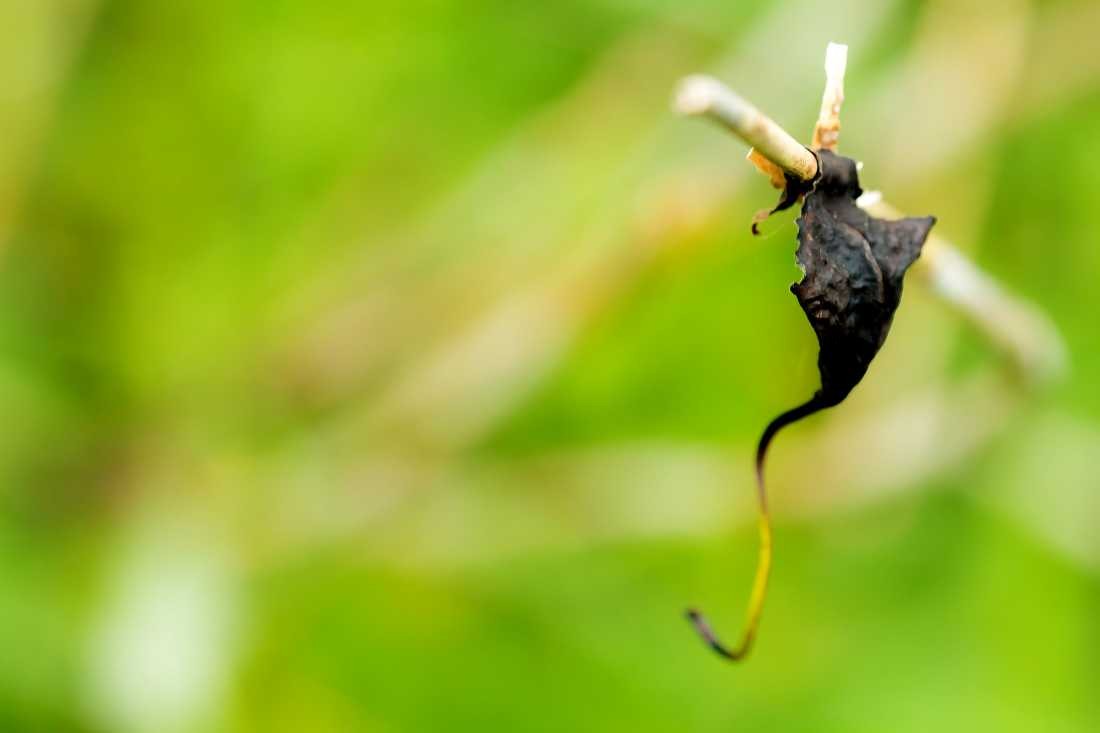 Conny Krakowski, Gelandetes Seepferdchen (Blatt, Feld, gertocknet, Landwirtschft, Getreide, Ruhe, Stille, Herbst, Sommer, Krakowski,  gelandet,)