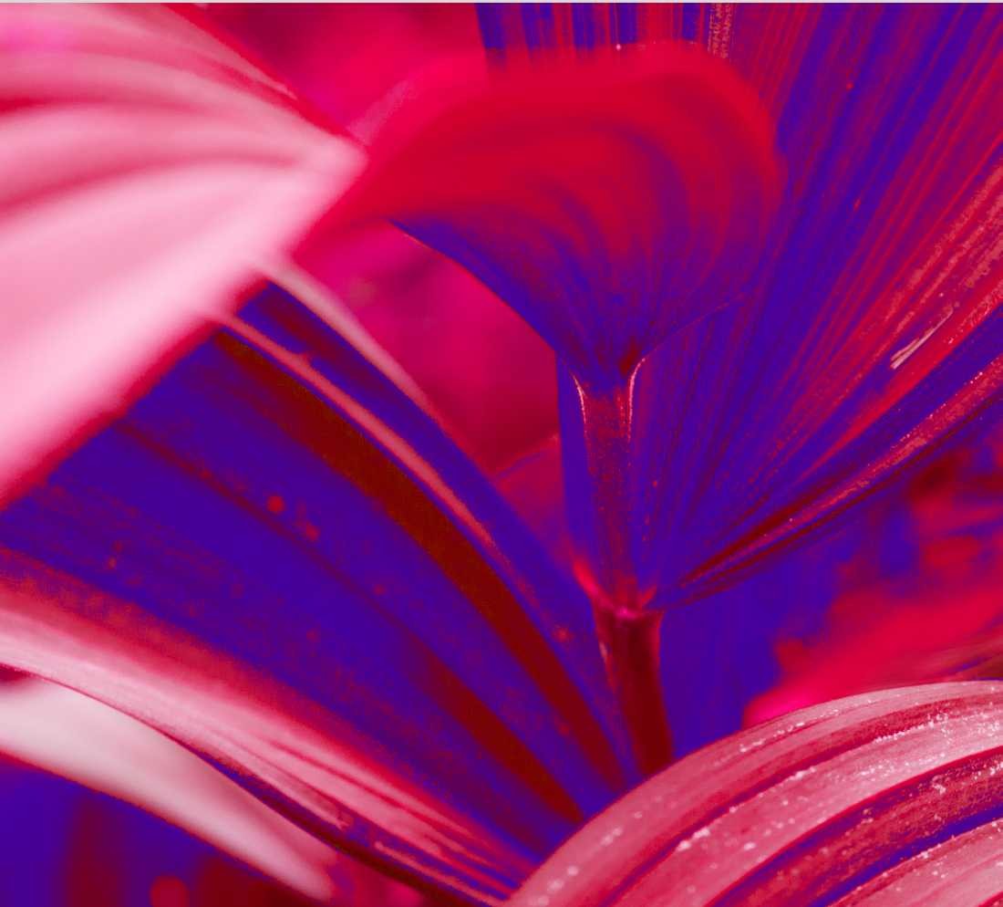 Conny Krakowski, Schönheit der Natur (Blatt, Innenleben, Kunst,  Fotografie, Pflanze, Leben, Wachstum,)