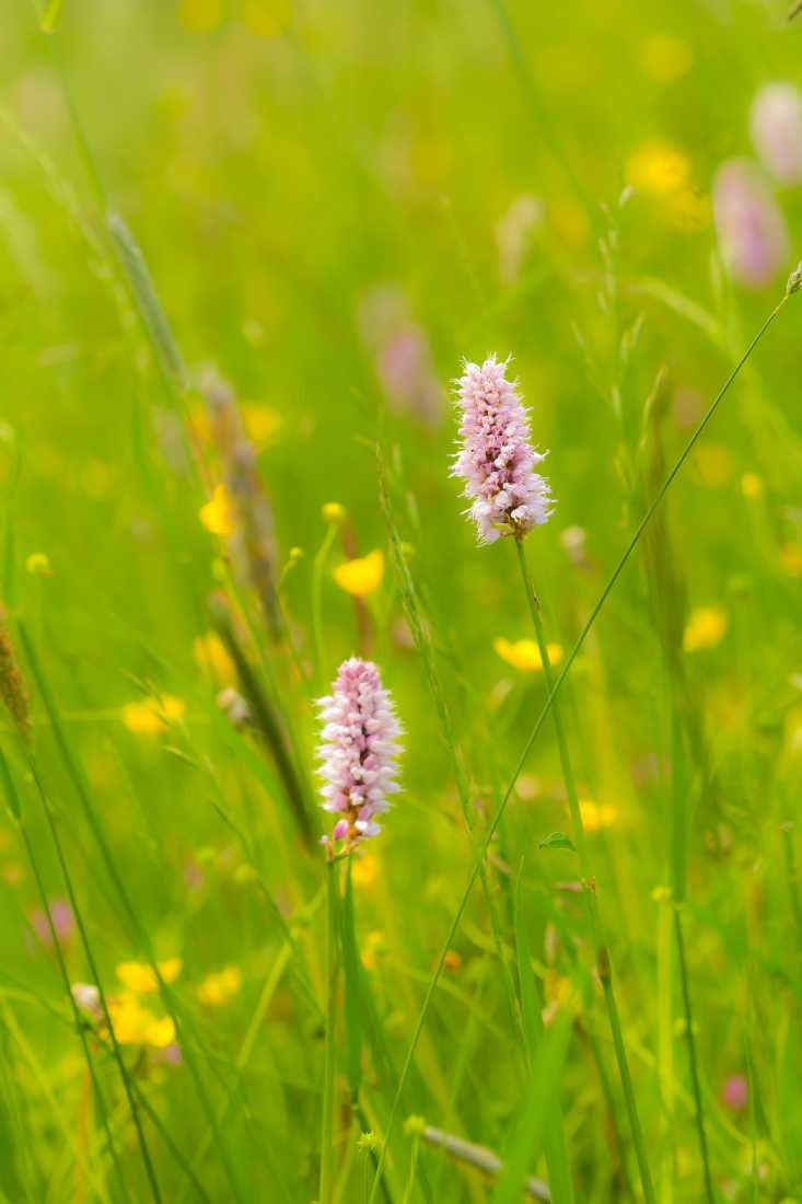 Conny Krakowski, Blumenwiese (Blumen, Blumenwiese, Bienenwiese, Gras, Sommer, Natur, Fotografie)