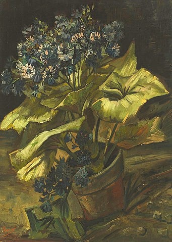 Vincent van Gogh, Zinerarie. 1885 (Gogh,Vincent van,1853-1890,Rotterdam,Museum Boijmans Van Beuningen,Öl auf Leinwand,19. Jahrhundert,Vincent van Gogh,Aschenkraut,Topfpflanze,Pflanze Blume)