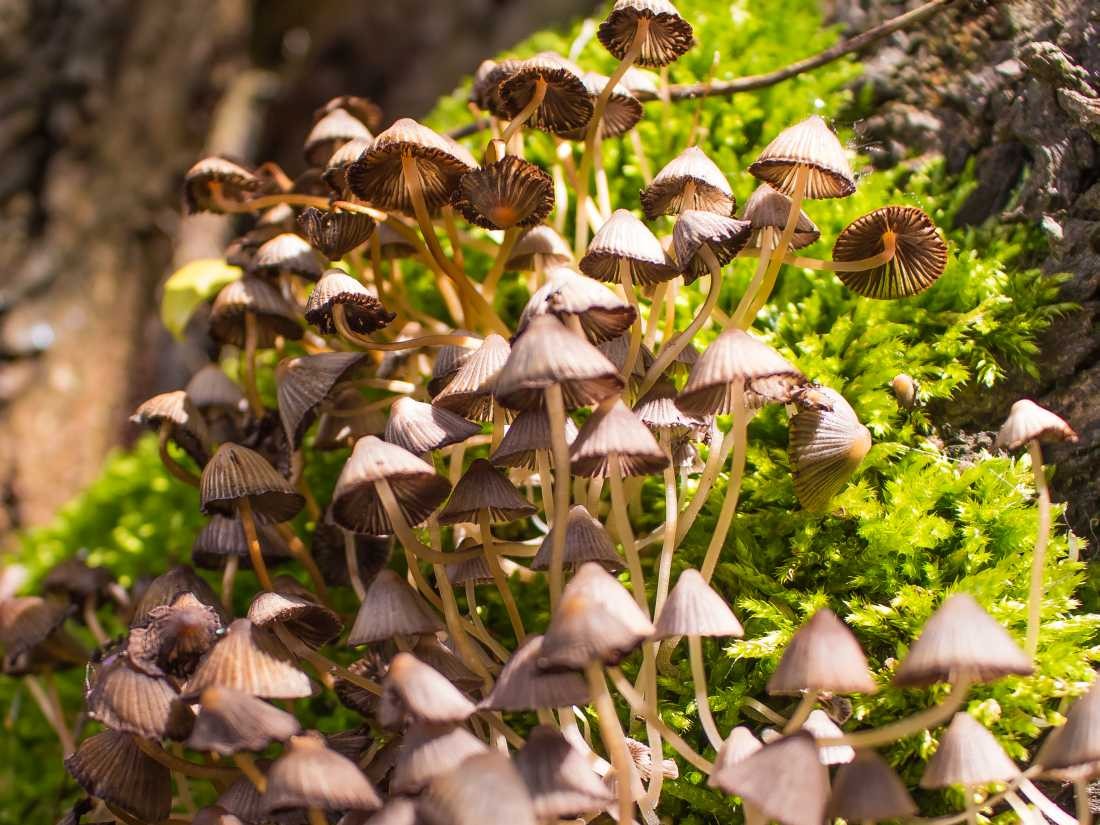 Conny Krakowski, Elfenstadt (Pilze, Elfen, Feen, Gnome, Zauberwelt,  Fotografie, Schlumpfhausen)