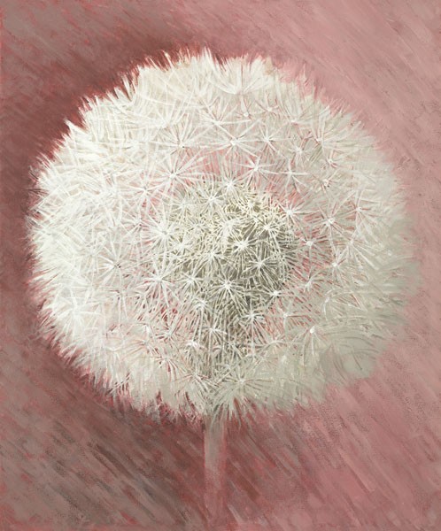 Elisabeth Verdonck, DANDELION CLOCK I (Malerei, Blumen, Natur, Blume, Löwenzahn, Pusteblume, Samen, Floral, Botanik, Wohnzimmer, Treppenhaus, Schlafzimmer, Wunschgröße, weiß / altrosa)