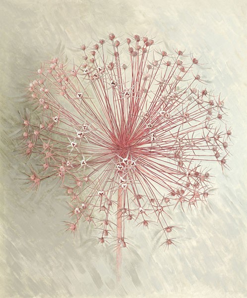 Elisabeth Verdonck, ALLIUM SEEDHEAD I (Malerei, Blumen, Natur, Blume, Allium, Lauch, Samen, Floral, Botanik, Wunschgröße, Wohnzimmer, Treppenhaus, Schlafzimmer, weiß / altrosa)