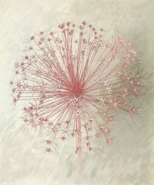 Elisabeth Verdonck, ALLIUM SEEDHEAD II (Malerei, Blumen, Natur, Blume, Allium, Lauch, Samen, Floral, Botanik, Wunschgröße, Wohnzimmer, Treppenhaus, Schlafzimmer, weiß / altrosa)