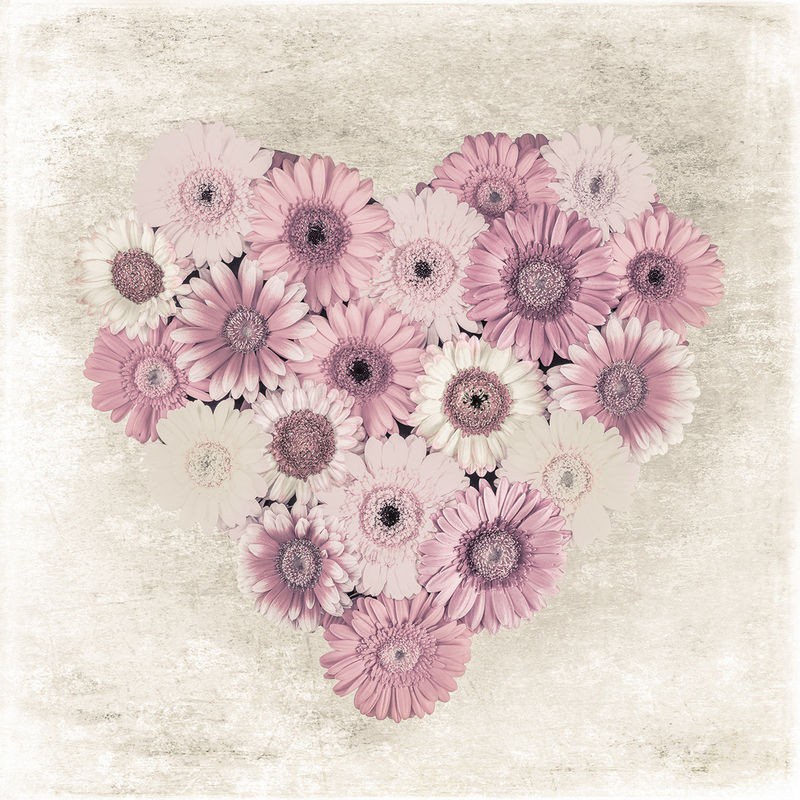 Assaf Frank, GERBERAS HEART (Gerbera, Blumen, Herz, Liebe, zart, Hochzeit, Fotokunst, Wunschgröße, Schlafzimmer, Wohnzimmer, Treppenhaus, pastell, weiß/rosa)