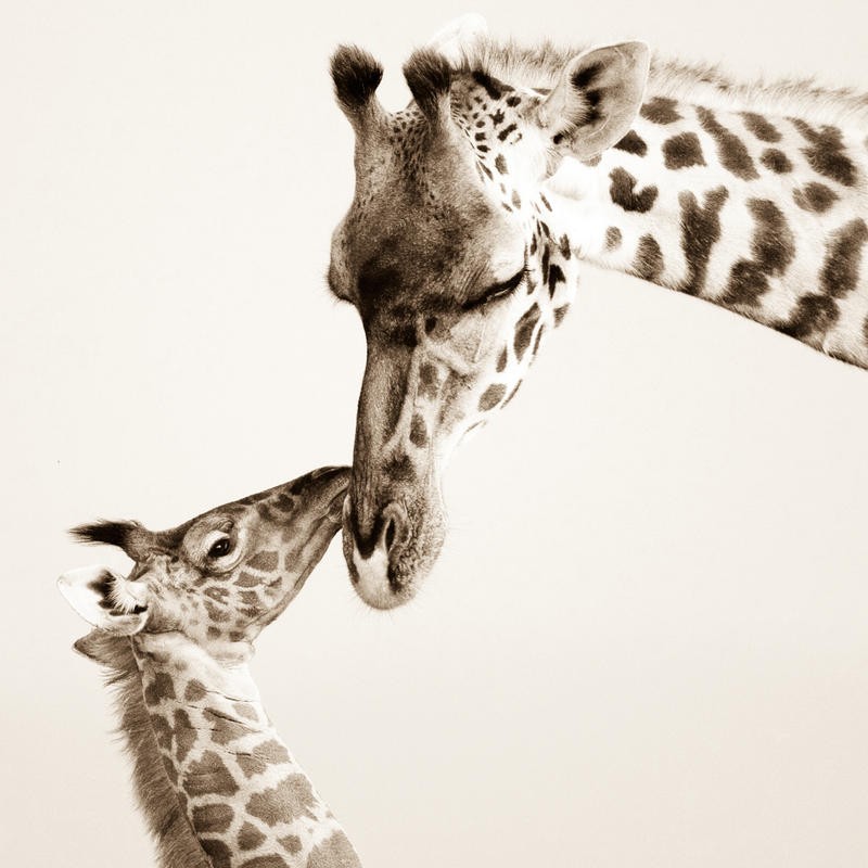 F+S Parker, PRECIOUS MOMENTS I (Giraffen, Großwild, Tiere, Mutter-Kind, Mutterliebe, Zuneigung, Fotokunst, Tierportrait, Wunschgröße, Treppenhaus, Wohnzimmer, schwarz/weiß)