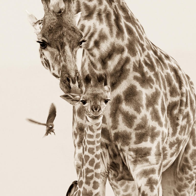 F+S Parker, PRECIOUS MOMENTS II (Giraffen, Großwild, Tiere, Mutter-Kind, Mutterliebe, Zuneigung, Fotokunst, Tierportrait, Wunschgröße, Treppenhaus, Wohnzimmer, schwarz/weiß)