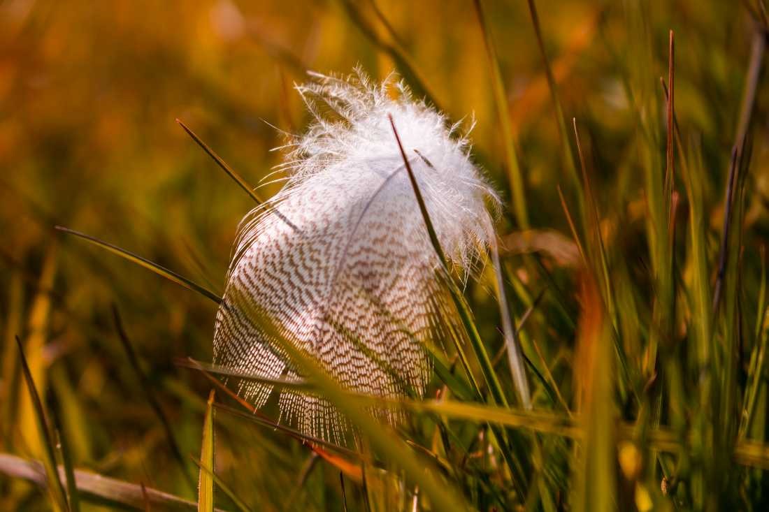 Conny Krakowski, Abends am Bach (Feder, Gras, Frühtau, morgens, frühnebel, gelandet, flaum, Fotografie, Makro,)
