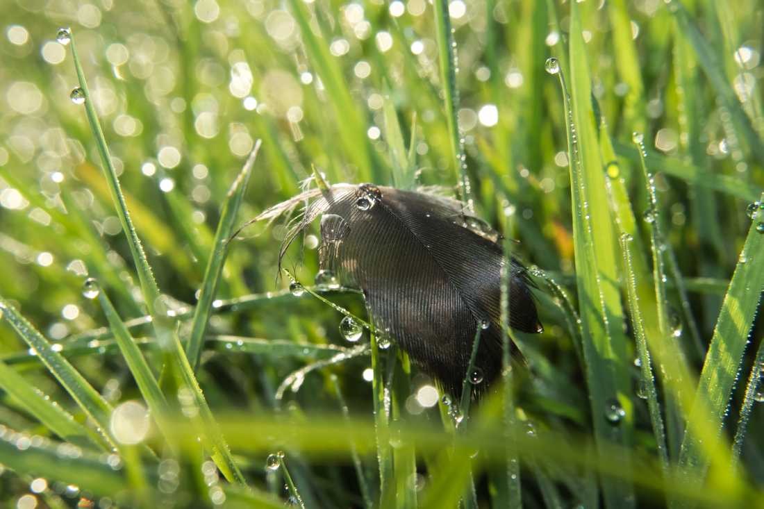 Conny Krakowski, Im Frühtau verloren (Feder, Gras, Frühtau, morgens, frühnebel, gelandet, flaum, Fotografie, Makro,)