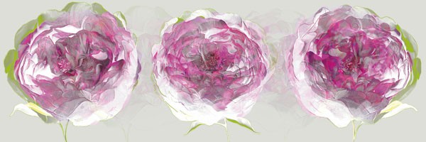 Sally Scaffardi, PINK ALLURE II (Blumen, Floral, Blüten, pinke Velockung, Wohnzimmer, Schlafzimmer, Malerei, Wnschgröße, bunt)
