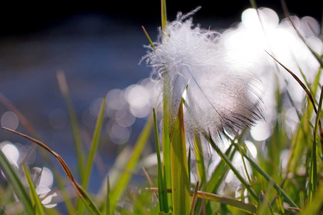 Conny Krakowski, Flauschig (Feder, Gras, Frühtau, morgens, frühnebel, gelandet, flaum, Fotografie, Makro,)