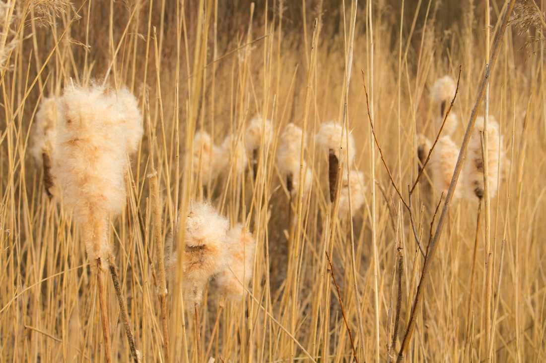 Conny Krakowski, Die Zeugen des Sommers (Mosskolben, Rohrkolben, see, weiher, stille, ruhe,Makro, Fotografie)