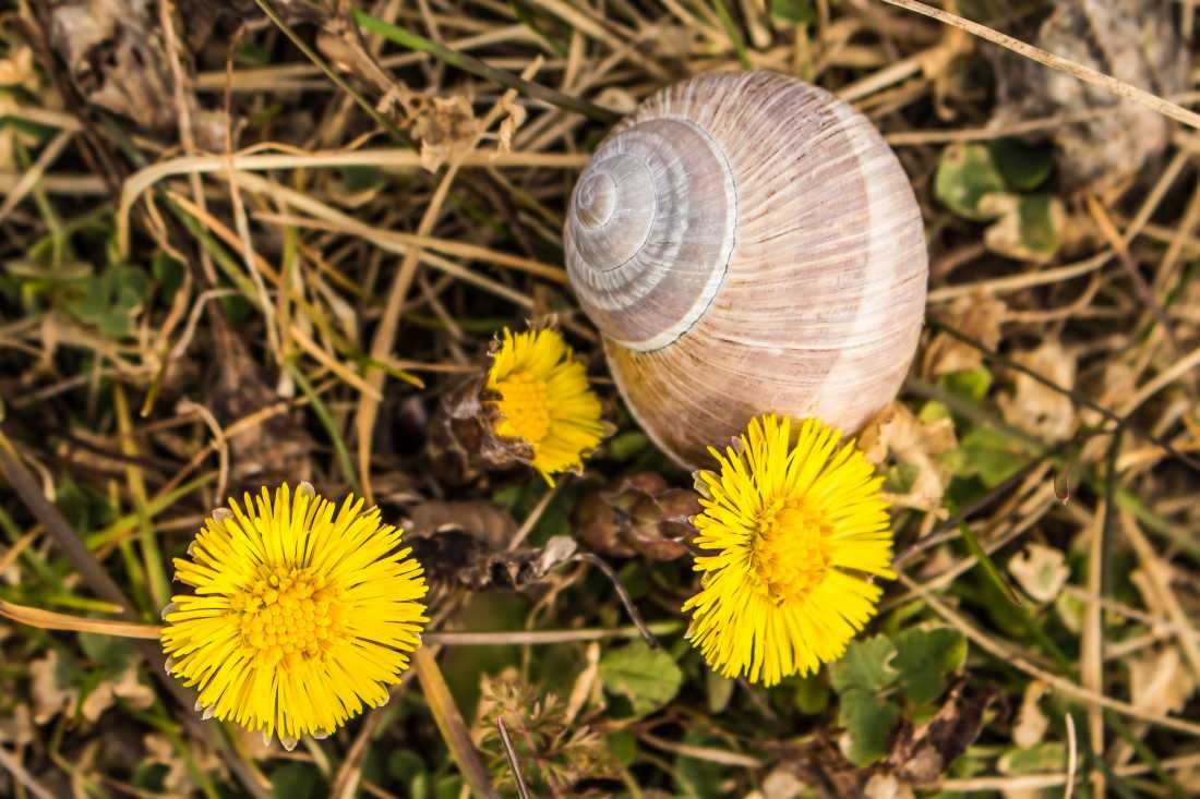 Conny Krakowski, Naturkompositionen (Huflattich, Schnecke, Schneckenhaus, Makro, Fotografie)