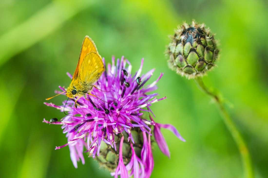 Conny Krakowski, Leben im kleinen (Distel, Käfer, Blume, Sommer, Waldrand, blüte, Sommerblume,Fotografie)