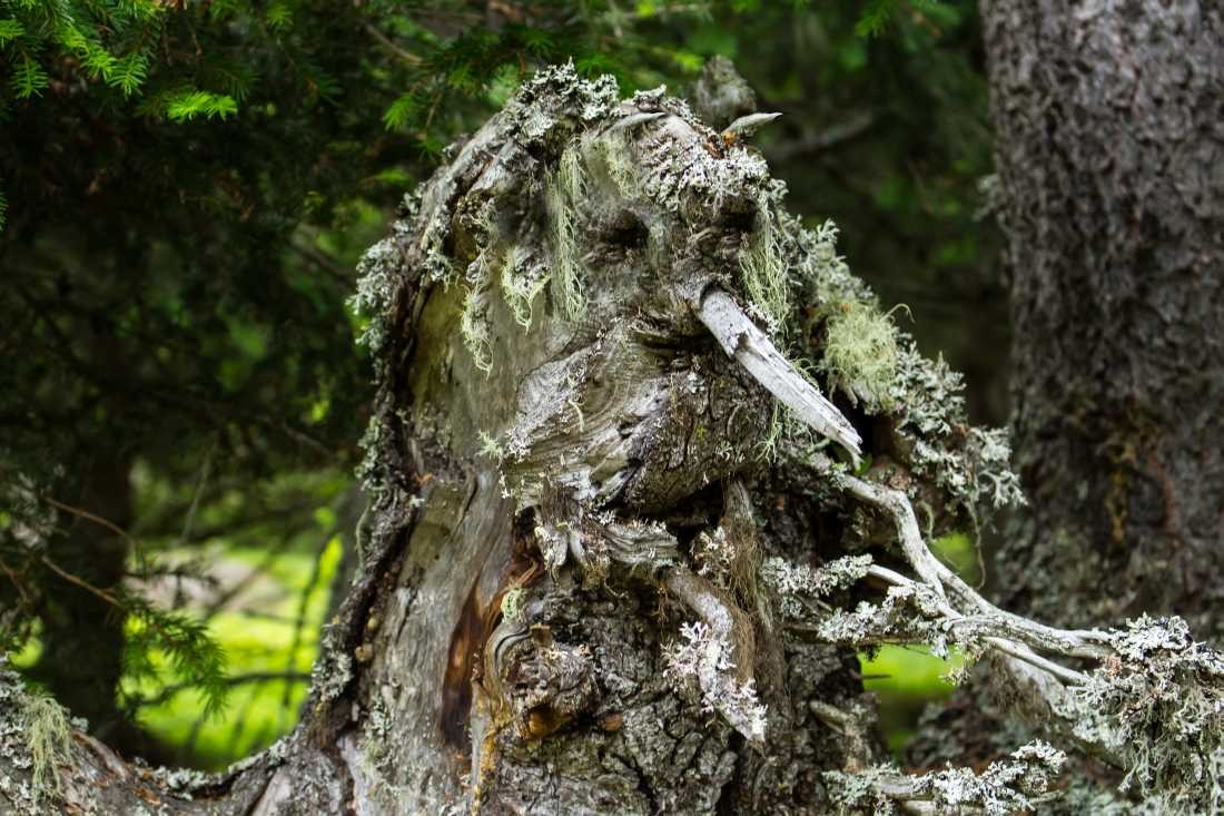 Conny Krakowski, Wurzelgesicht (Wurzelsepp, Wurzelmann, Baum, Berge, Gesicht, Fotografie)
