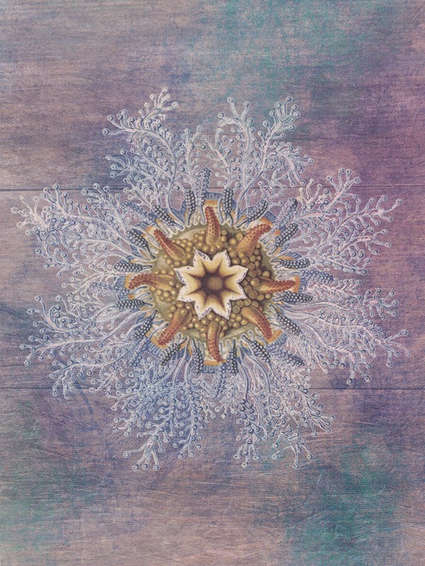 Sheldon Lewis, OCEAN BLEND II (Qualle, Meerestier, maritim, Wunschgröße, Grafik, Badezimmer, Treppenhaus, Wohnzimmer, pastell)