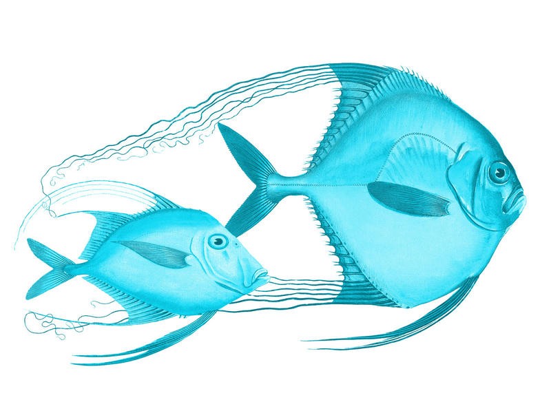 Sheldon Lewis, ANGELS OF THE DEEP I (Fische, Meerestier, maritim, Grafik , Scherenschnitt, Wunschgröße, Badezimmer, Treppenhaus, hellblau)