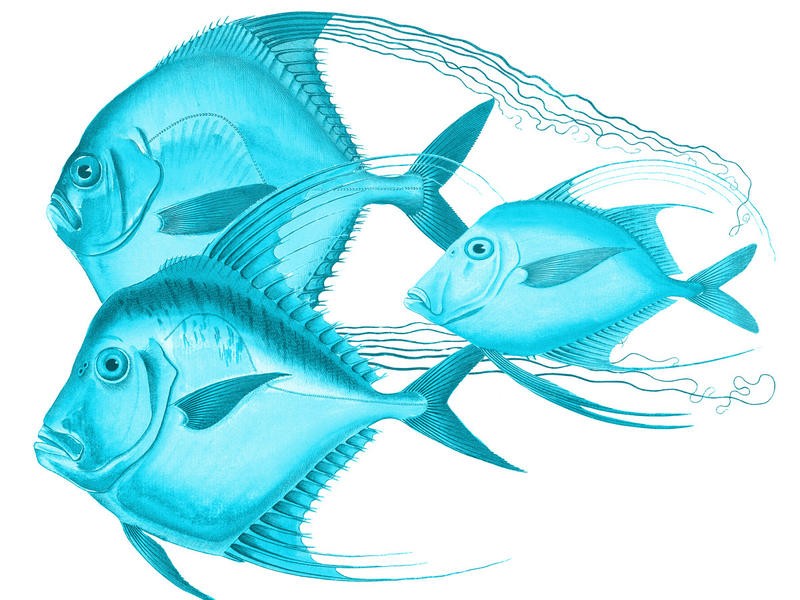 Sheldon Lewis, ANGELS OF THE DEEP II (Fische, Meerestier, maritim, Grafik , Scherenschnitt, Wunschgröße, Badezimmer, Treppenhaus, hellblau)