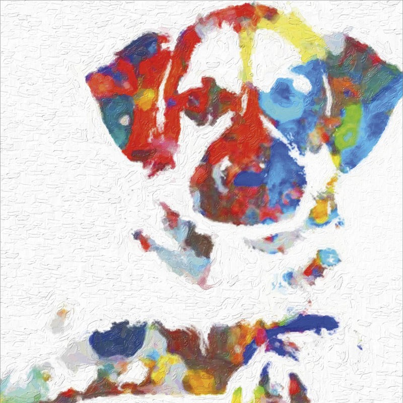 Taylor Greene, DOG COLORFUL IV (Hund, Tier, Kopf, Portrait, Pop Art, Fotokunst, Grafik, Wunschgröße, Treppenhaus, Wohnzimmer, bunt)