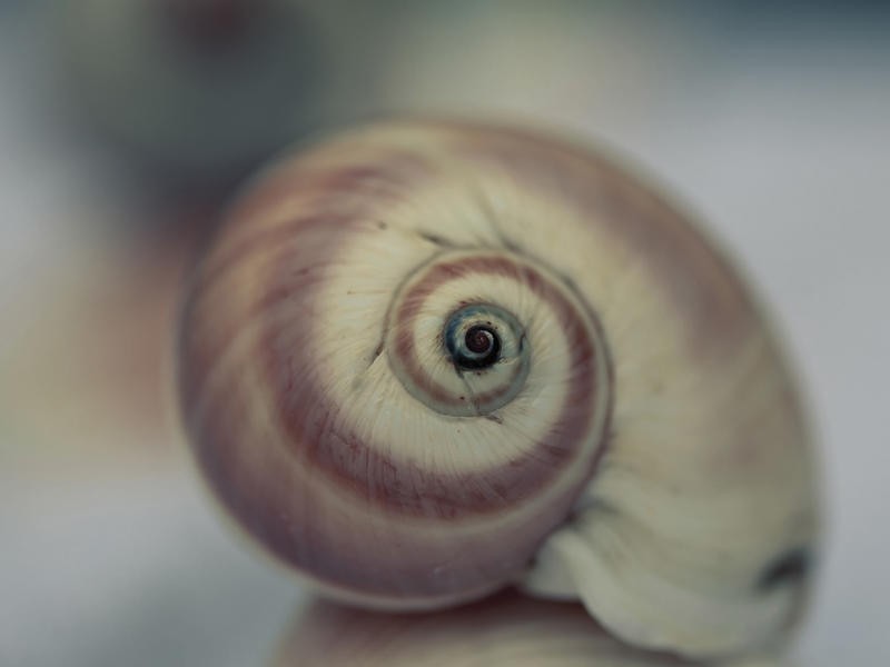 Tracey Telik, MOON SNAIL I (Wasserschnecke, Mondschnecke, maritim, Unterwasserwelten, Schneckenhaus, Weichtiere, Wunschgröße, Fotokunst, Badezimmer)