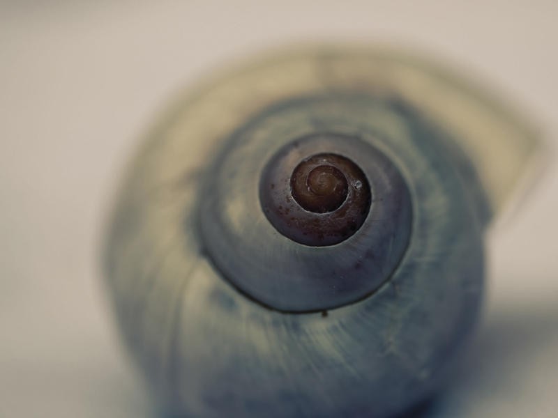 Tracey Telik, MOON SNAIL II (Wasserschnecke, Mondschnecke, maritim, Unterwasserwelten, Schneckenhaus, Weichtiere, Wunschgröße, Fotokunst, Badezimmer)