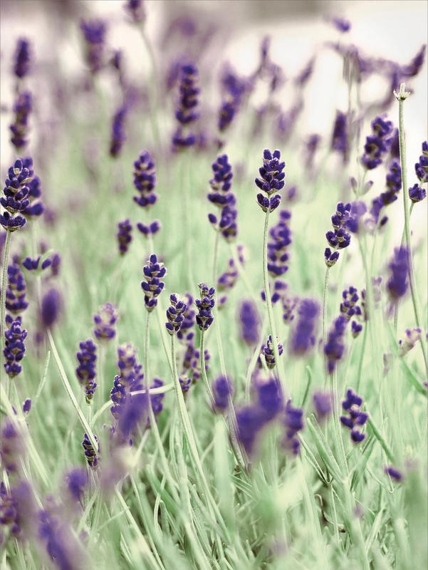 Tracey Telik, LAVENDERS IN THE FIELD (Blumen, Blüten,Blumenfeld, Lavndel, Nahaufnahme, Pflanzen, Botanik, Fotokunst,  Wunschgröße, Treppenhaus, Wohnzimmer)