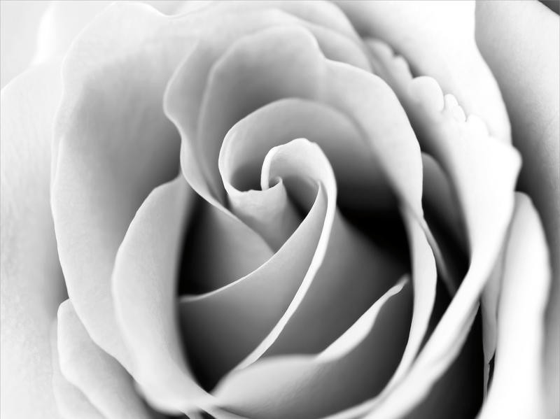 Tracey Telik, ONE ROSE I (Rose, Blume, Blüte, Blütenblätter, Nahaufnahme, Pflanzen, Botanik, Fotokunst,  Wunschgröße, Treppenhaus, Wohnzimmer, schwarz/weiß)