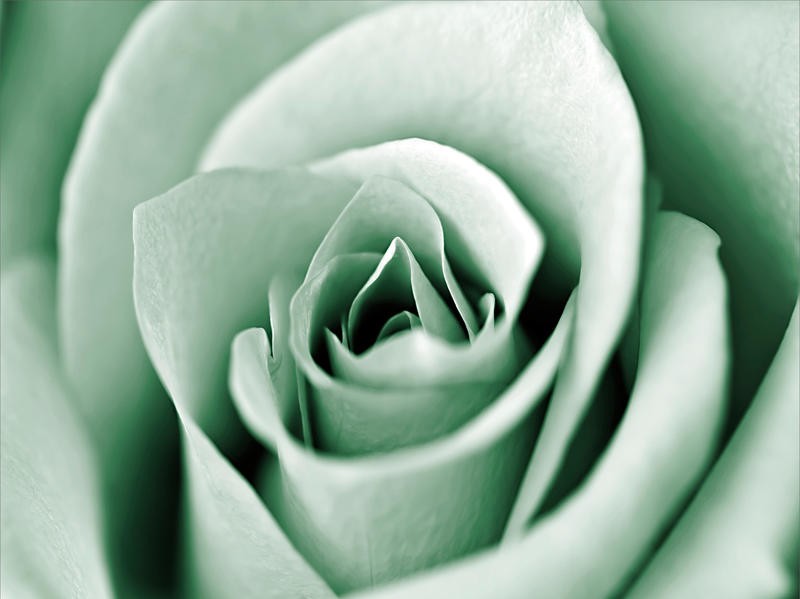 Tracey Telik, ONE ROSE II (Rose, Blume, Blüte, Blütenblätter, Nahaufnahme, Pflanzen, Botanik, Fotokunst,  Wunschgröße, Treppenhaus, Wohnzimmer, mint-grün)