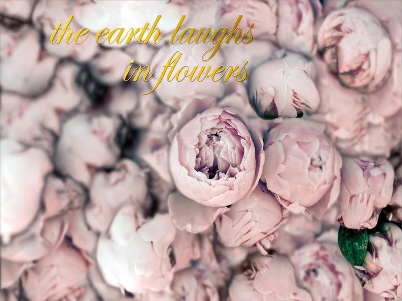 Tracey Telik, LAUGH FLOWERS (Blumen, Blüten, Blütenblätter, Nahaufnahme, Pflanzen, Botanik, Fotokunst,  Wunschgröße, Treppenhaus, Wohnzimmer, rosa)