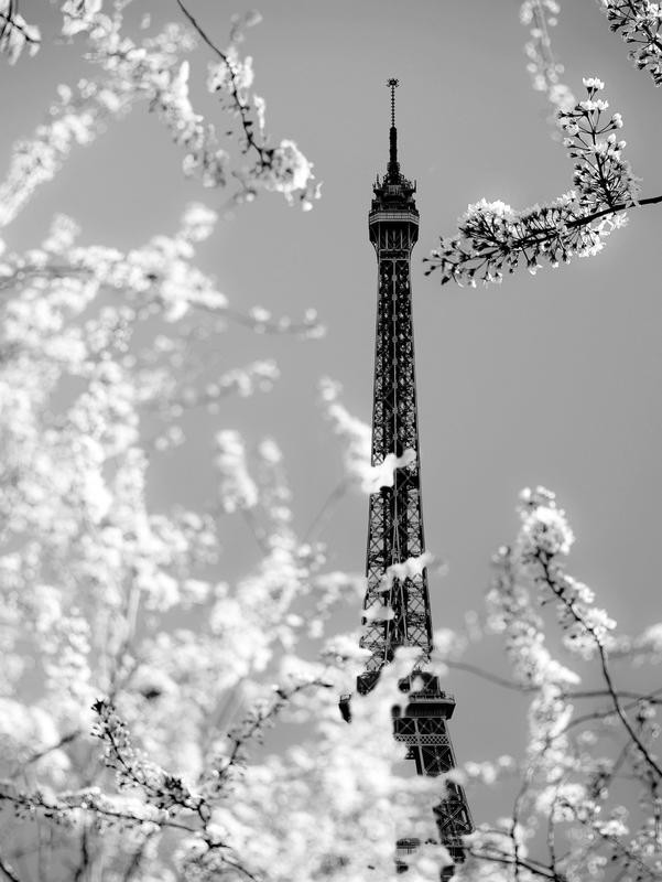 Tracey Telik, SPRING EIFFEL I (Paris, Städte, Eiffelturm,   Wahrzeichen, Architektur, Blütenbzweige, Frühling, Wunschgröße, Wohnzimmer, Fotokunst,  schwarz/weiß)