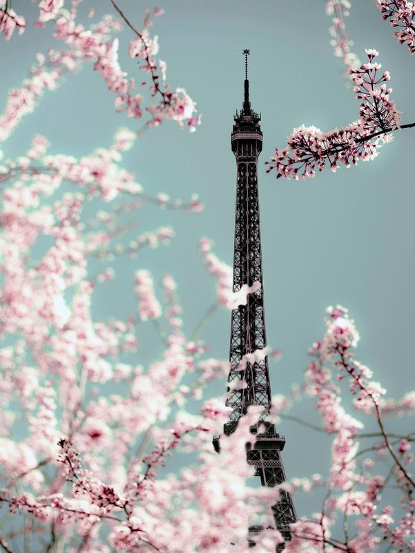 Tracey Telik, SPRING EIFFEL II (Paris, Städte, Eiffelturm,   Wahrzeichen, Architektur, Blütenbzweige, Frühling, Wunschgröße, Wohnzimmer, Fotokunst,)