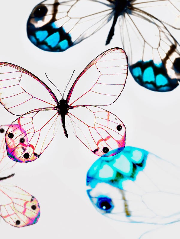 Tracey Telik, GLASSWINGS (Schmetterlinge, Insekten, Flügel, filigran, Fotokunst, zart, Wunschgröße, Treppenhaus, Wohnzimmer)