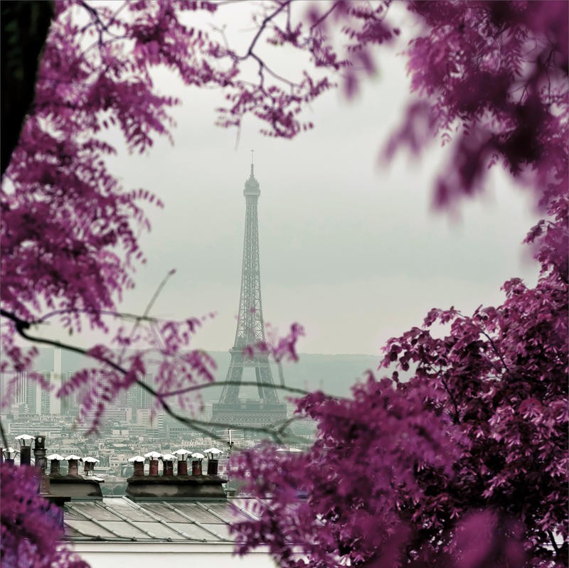 Tracey Telik, THROUGH THE PARIS I (Paris, Städte, Eiffelturm,   Wahrzeichen, Architektur, Blütenbzweige, Frühling, Wunschgröße, Wohnzimmer, Fotokunst,)