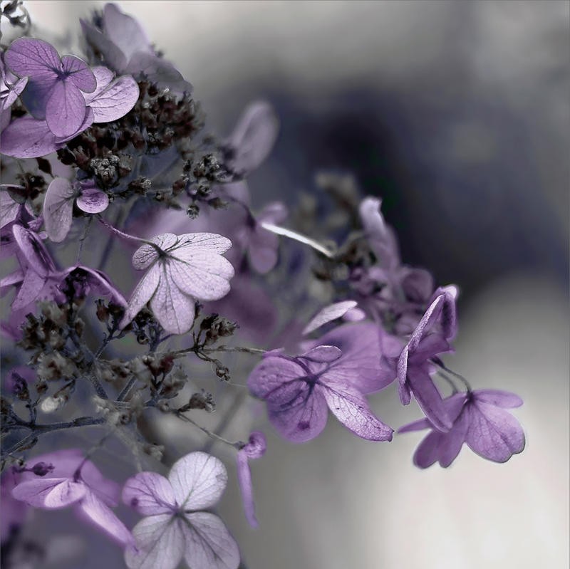 Tracey Telik, LONELY LILAC II (Blumen, Blüten, Blütenblätter, Nahaufnahme, Pflanzen, Botanik,   Fotokunst,  Wunschgröße, Treppenhaus, Wohnzimmer)