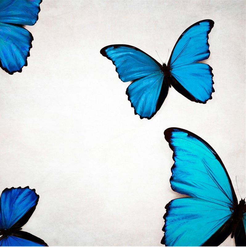 Tracey Telik, BLUE MORPHOS (Schmetterlinge, Insekten, Flügel, filigran, Fotokunst, zart, Wunschgröße, Treppenhaus, Wohnzimmer, blau)
