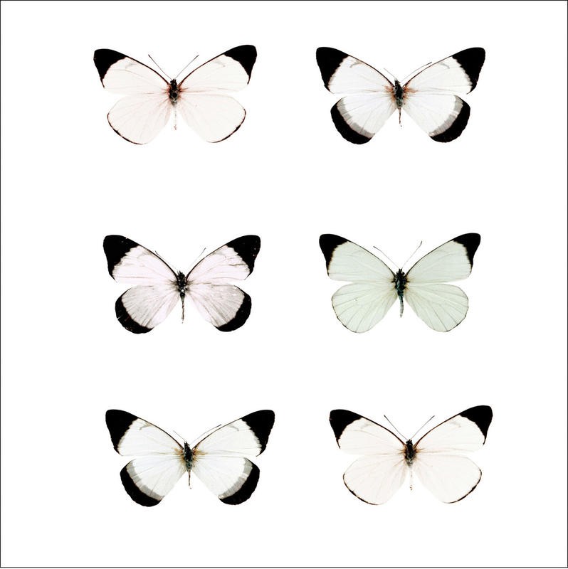 Tracey Telik, PALE BUTTERFLIES II (Schmetterlinge, Insekten, Flügel, filigran, Fotokunst, zart, Wunschgröße, Treppenhaus, Wohnzimmer, schwarz/weiß)