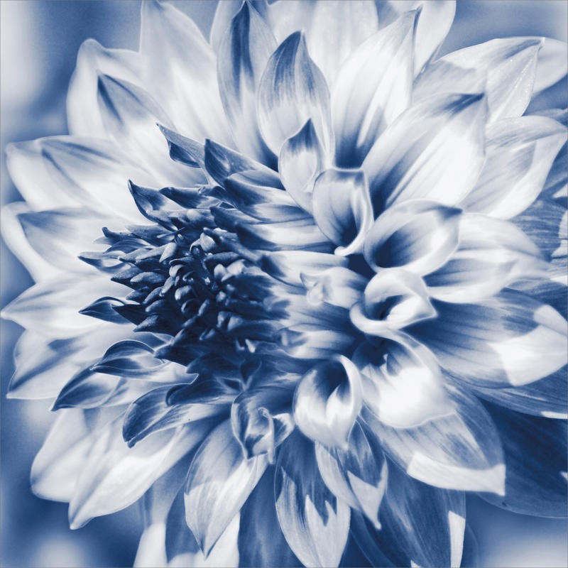Suzanne Foschino, DAHLIA NAVY I (Blume, Dahlie, Blüte, Nahaufnahme, Fotokunst, Wunschgröße, Treppenhaus, Wohnzimmer, Schlafzimmer, grau/blau)