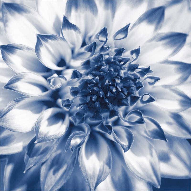 Suzanne Foschino, DAHLIA NAVY II (Blume, Dahlie, Blüte, Nahaufnahme, Fotokunst, Wunschgröße, Treppenhaus, Wohnzimmer, Schlafzimmer, grau/blau)
