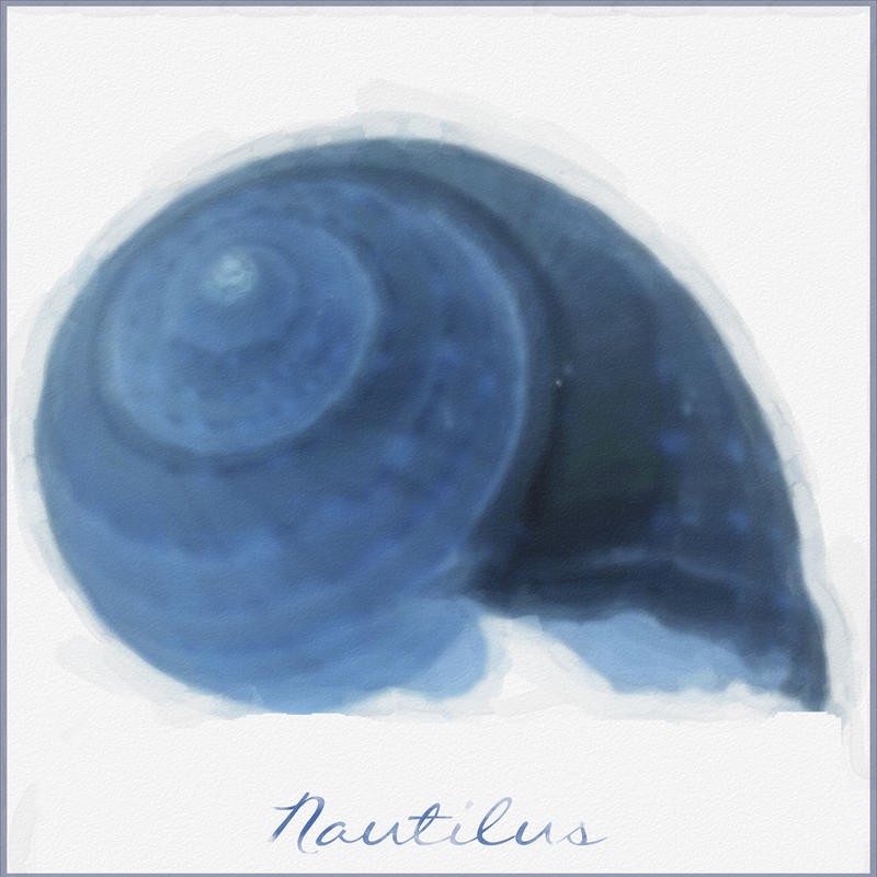 Taylor Greene, NAUTILUS (Schnecke, Schneckenhaus, Meeretiere, maritim, Wunschgröße, Badezimmer, Treppenhaus, Wohnzmmer, blau/weiß)