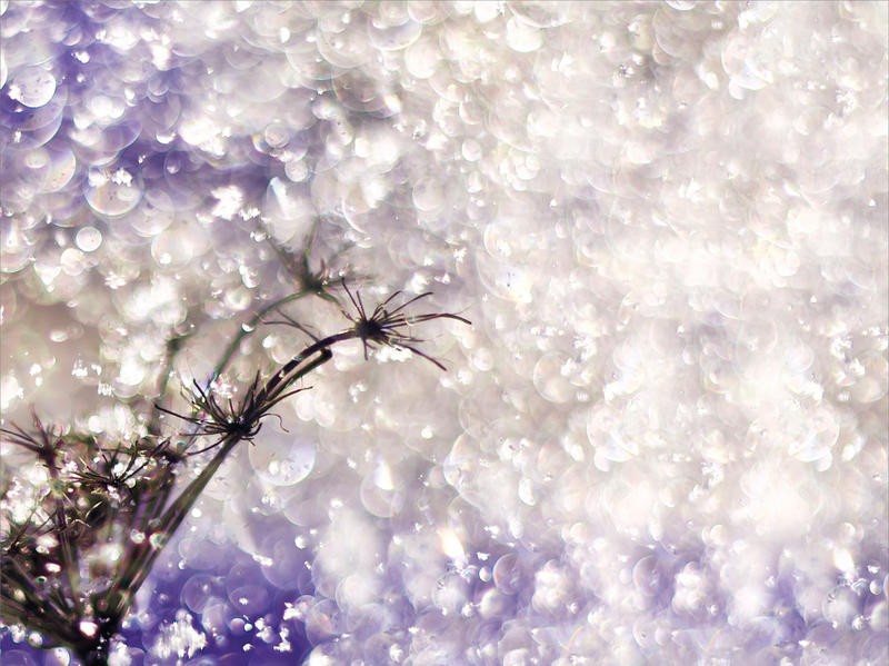 Tracey Telik, FUNNY MONEY III (Pflanze,, Zweige, Wolken, Dunst, Leuchten, Glühen, Fotokunst,  Wunschgröße, Treppenhaus, Wohnzimmer,)